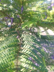 Jacaranda mimosifolia