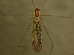 Limoniidae