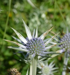 Eryngium bourgatii
