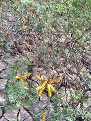 Prosopis strombulifera