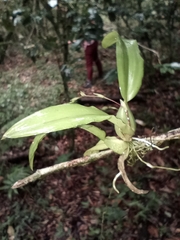 Leochilus