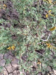 Prosopis strombulifera