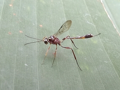 Anomalon reticulatum
