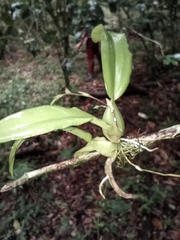 Leochilus