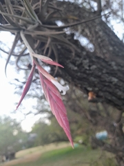 Tillandsia lorentziana