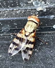 Ceroxys