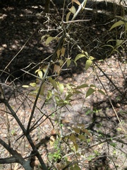 Asparagus asparagoides