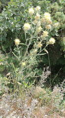 Centaurea salonitana
