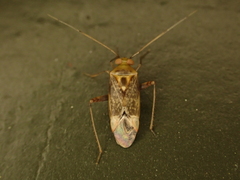 Diomocoris