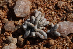 Anacampseros albissima