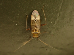 Diomocoris