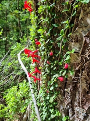 Asteranthera ovata