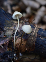 Mycena arcangeliana