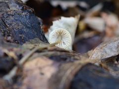Mycena arcangeliana
