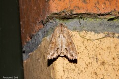 Ichneutica mollis