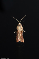 Harmologa scoliastis