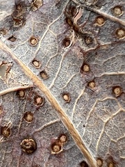 Neuroterus tantulus