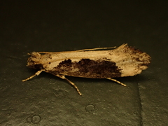 Erechthias capnitis