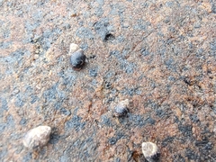 Littorininae