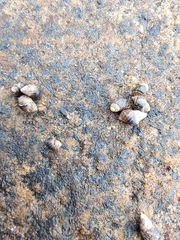 Littorininae