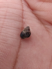 Littorininae