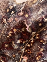 Neuroterus tantulus