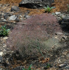 Eriogonum parishii