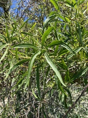 Cissus palmata