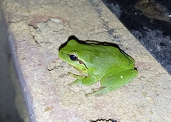 Hyla meridionalis