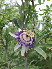 Passiflora mooreana