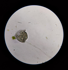 Vorticella campanula