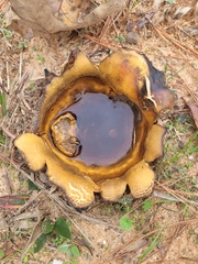 Scleroderma polyrhizum