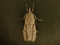 Eudonia bisinualis