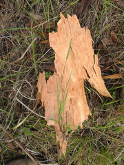 Digitaria violascens