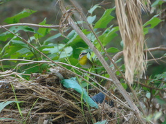 Basileuterus rufifrons