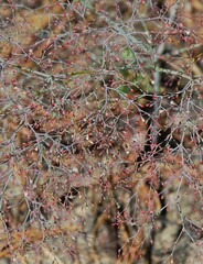 Eriogonum parishii