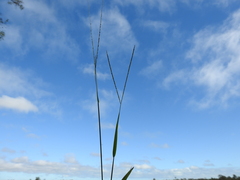 Digitaria violascens