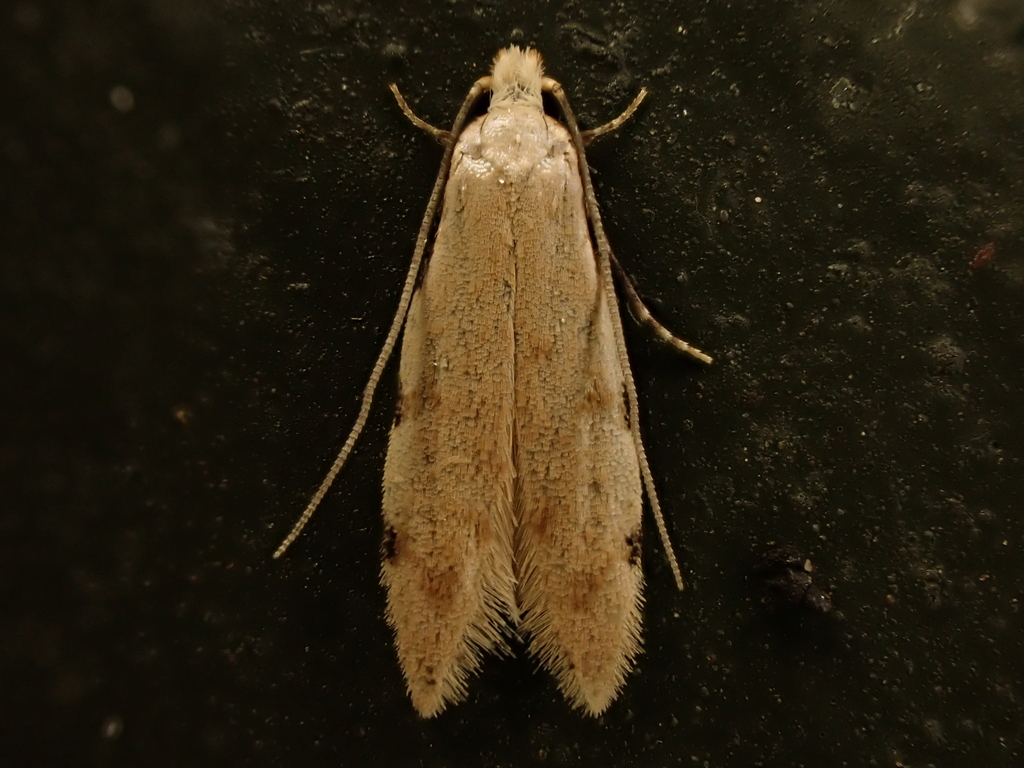 Endophthora omogramma