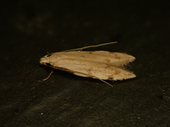 Endophthora omogramma