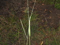 Digitaria violascens