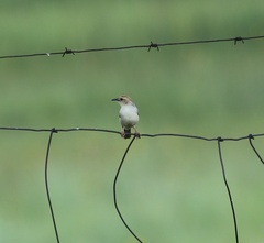 Cisticola tinniens