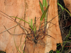 Digitaria violascens