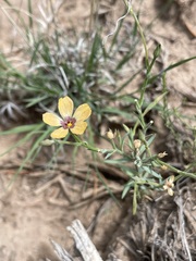 Linum puberulum