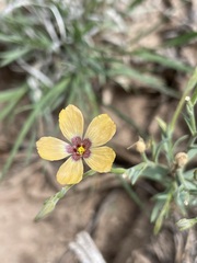 Linum puberulum