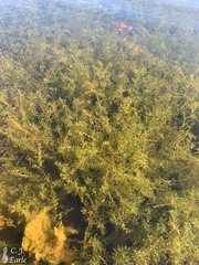 Callitriche heterophylla