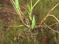 Digitaria violascens