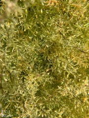 Callitriche heterophylla