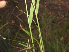 Digitaria violascens
