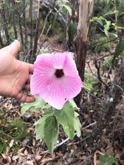 Hibiscus splendens
