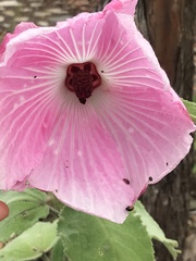 Hibiscus splendens